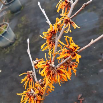 Hamamelis intermedia 'Orange Peel' (x)