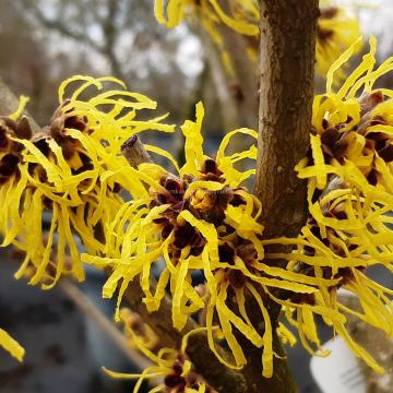 Hamamelis intermedia 'Pallida' (x)