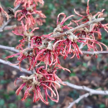 Hamamelis intermedia 'Ruby Glow'