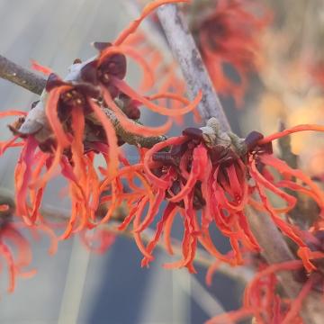 Hamamelis intermedia 'Rubin'