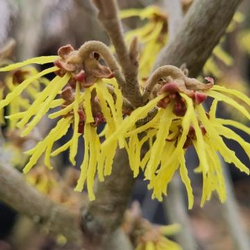 Hamamelis intermedia 'Sophie'