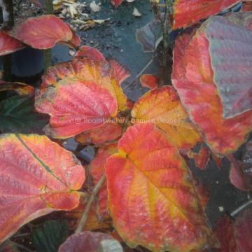 Hamamelis intermedia 'Yamina'