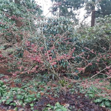 Hamamelis vernalis 'Purple Seedling' (H. 'Amethyst)