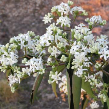 Heptacodium miconioides