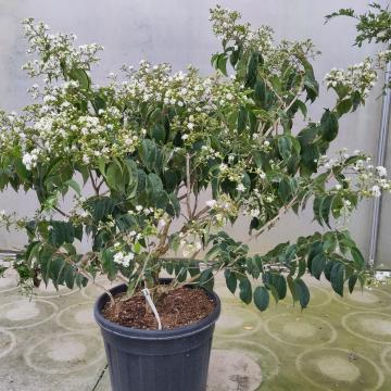 Heptacodium miconioides 'Temple of Bloom' ®