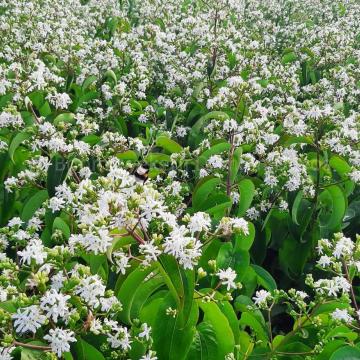 Heptacodium miconioides 'Tianshan' ®