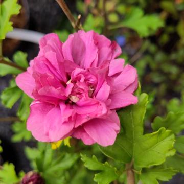 Hibiscus syriacus 'Duc de Brabant'