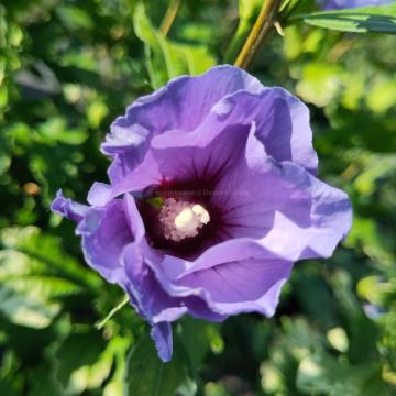 Hibiscus syriacus 'Marina'