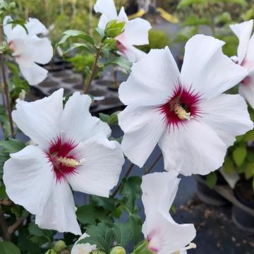 Hibiscus syriacus 'Shintaeyang'