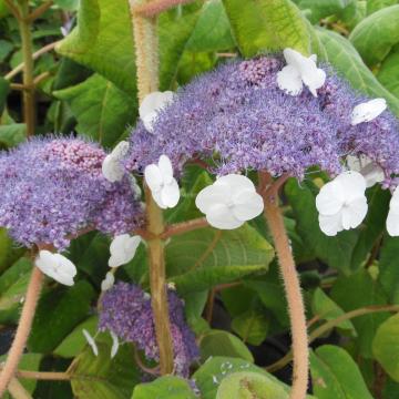 Hydrangea aspera 'Bellevue'