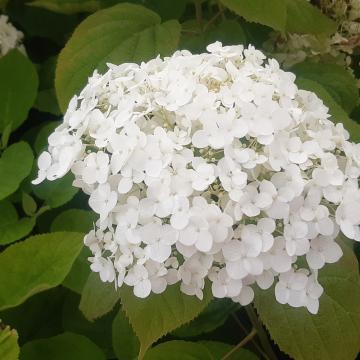 Hydrangea arborescens 'Incrediball' ® (Strong Anna