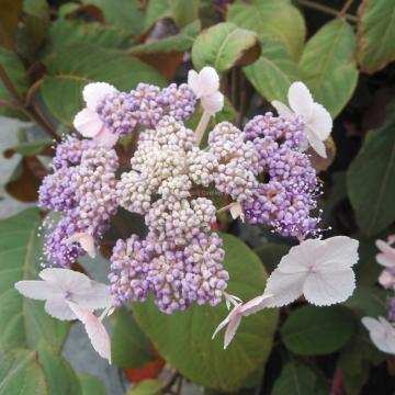 Hydrangea aspera 'Koki seedling'