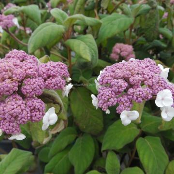 Hydrangea aspera 'Macrophylla'