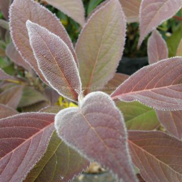 Hydrangea heteromalla 'Snowcap'