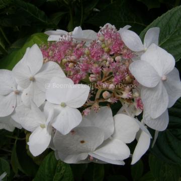 Hydrangea macrophylla 'Lanarth White'