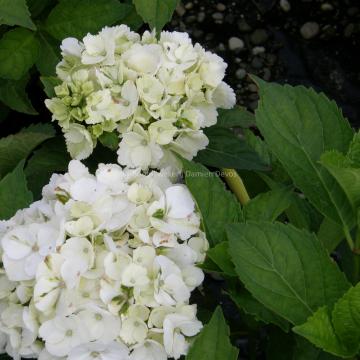 Hydrangea macrophylla 'Mme Emile Mouillère'