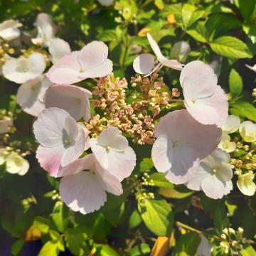 Hydrangea macrophylla 'Runaway Bride' ®