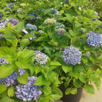 Hydrangea macrophylla 'Renate Steiniger'