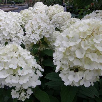 Hydrangea paniculata 'Bobo' ®