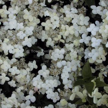 Hydrangea paniculata 'Dharuma'