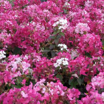 Hydrangea paniculata 'Diamant Rouge' ®