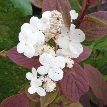 Hydrangea paniculata 'Early Sensation' ®