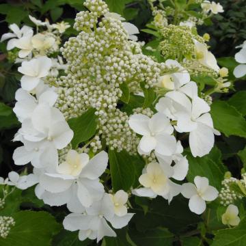 Hydrangea paniculata 'Levana' ®