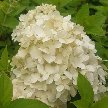 Hydrangea paniculata 'Limelight' ®