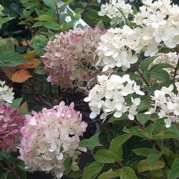 Hydrangea paniculata 'Little Lime' ®