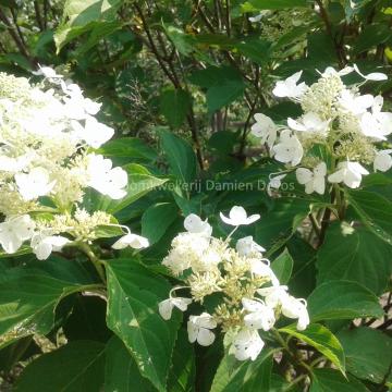 Hydrangea paniculata 'October Bride'