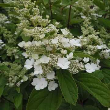 Hydrangea paniculata 'Pink Diamond'