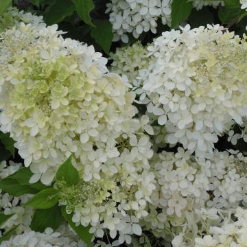 Hydrangea paniculata 'Phantom'