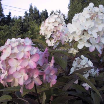 Hydrangea paniculata 'Pinky Winky' ®