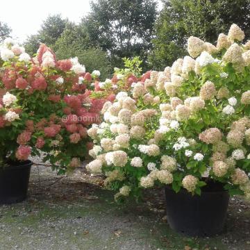 Hydrangea paniculata 'Vanille Fraise' ®