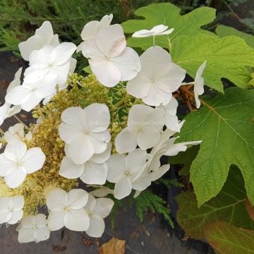 Hydrangea quercifolia 'Burgundy'