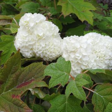 Hydrangea quercifolia 'Harmony'