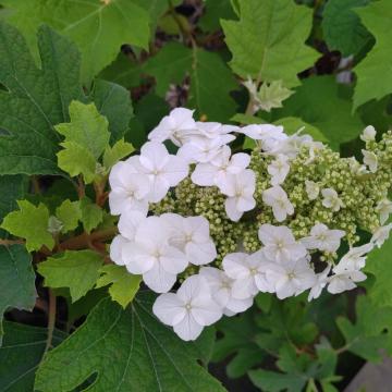 Hydrangea quercifolia 'Jetstream' ®