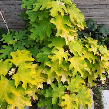Hydrangea quercifolia 'Little Honey'