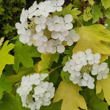 Hydrangea quercifolia 'Little Honey'