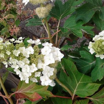 Hydrangea quercifolia 'Munchkin'