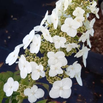 Hydrangea quercifolia 'Queen of Hearts' ®