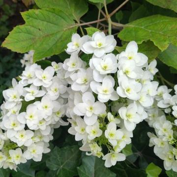 Hydrangea quercifolia 'Snowflake'