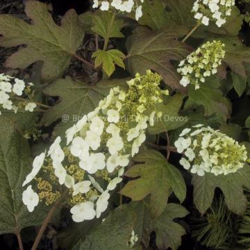 Hydrangea quercifolia 'Snow Queen'