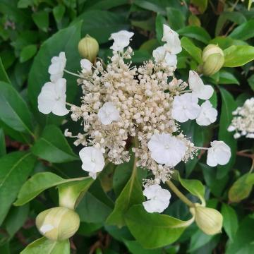 Hydrangea seemanii