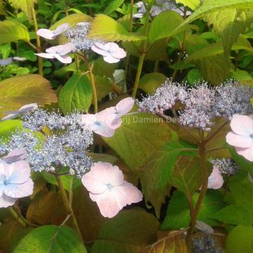 Hydrangea serrata 'Veerle'