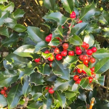 Ilex meserveae 'Blue Angel' (x)