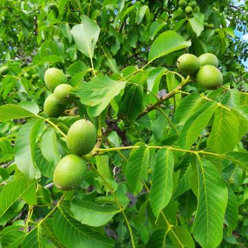 Juglans regia (cv)