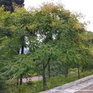 Koelreuteria paniculata