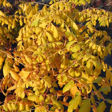 Koelreuteria paniculata 'Coral Sun' ®