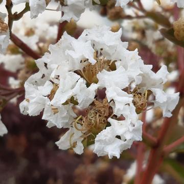 Lagerstroemia 'Kiowa' ( L. indica x L. fauriei )